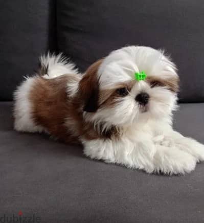 Shih Tzu puppy female from Russia