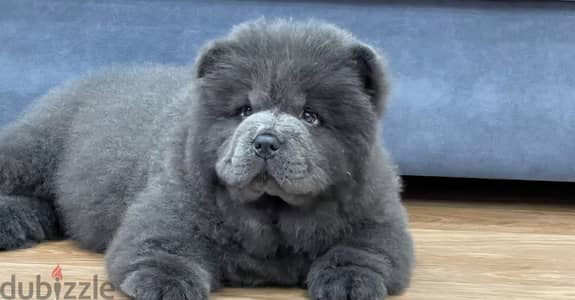 Chow chow puppy female
