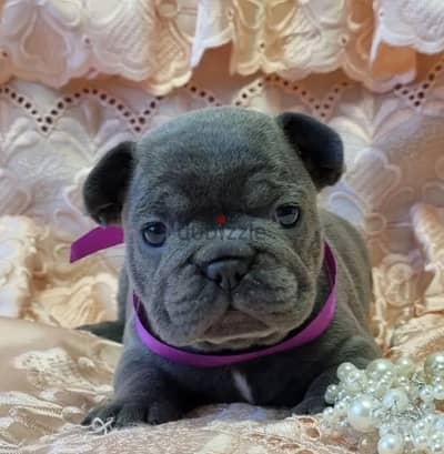 French bulldog puppies boys