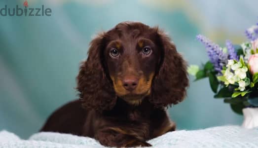 Dachshund puppy male from Russia