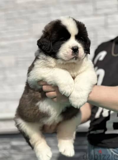 Saint Bernard puppy boy from Russia