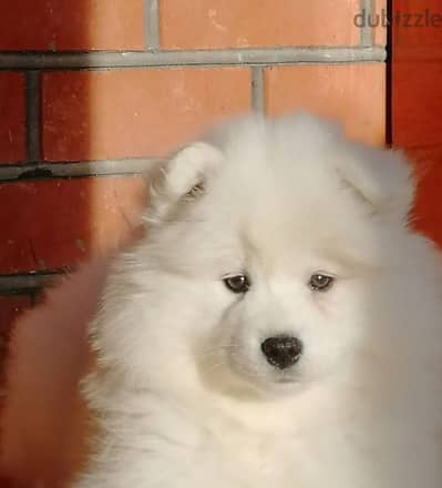 Samoyed dog puppy boy from Russia
