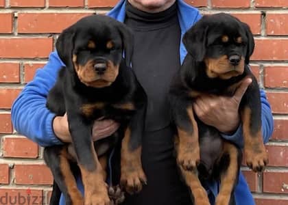 Rottweiler puppies females and males from Russia