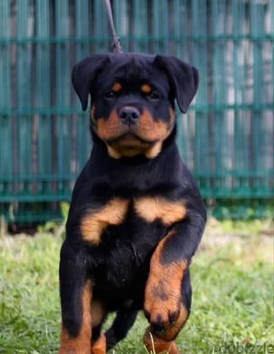Rottweiler puppies from Russia