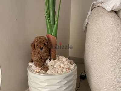 Poodle with pedigre fci