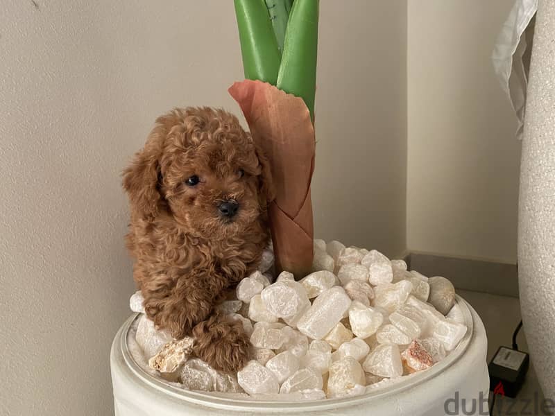 Poodle with pedigre fci 1