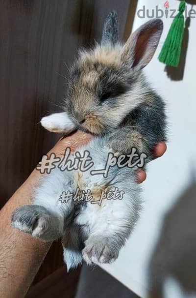 ارنب زينه للتربيه المنزليه | angora rabbit