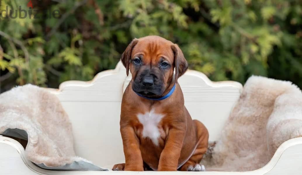 Rhodesian Ridgeback puppy boy 1