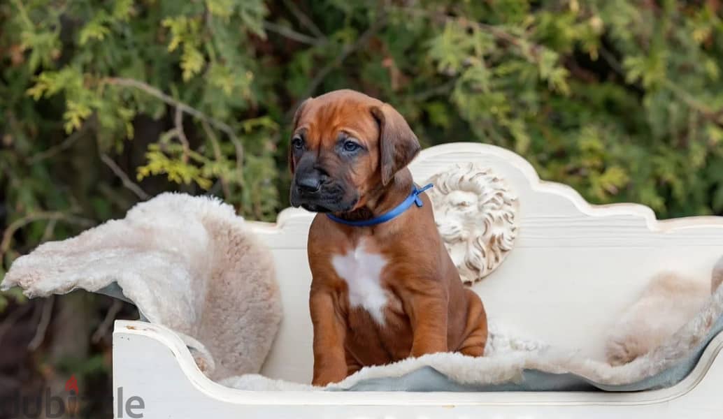 Rhodesian Ridgeback puppy boy 2