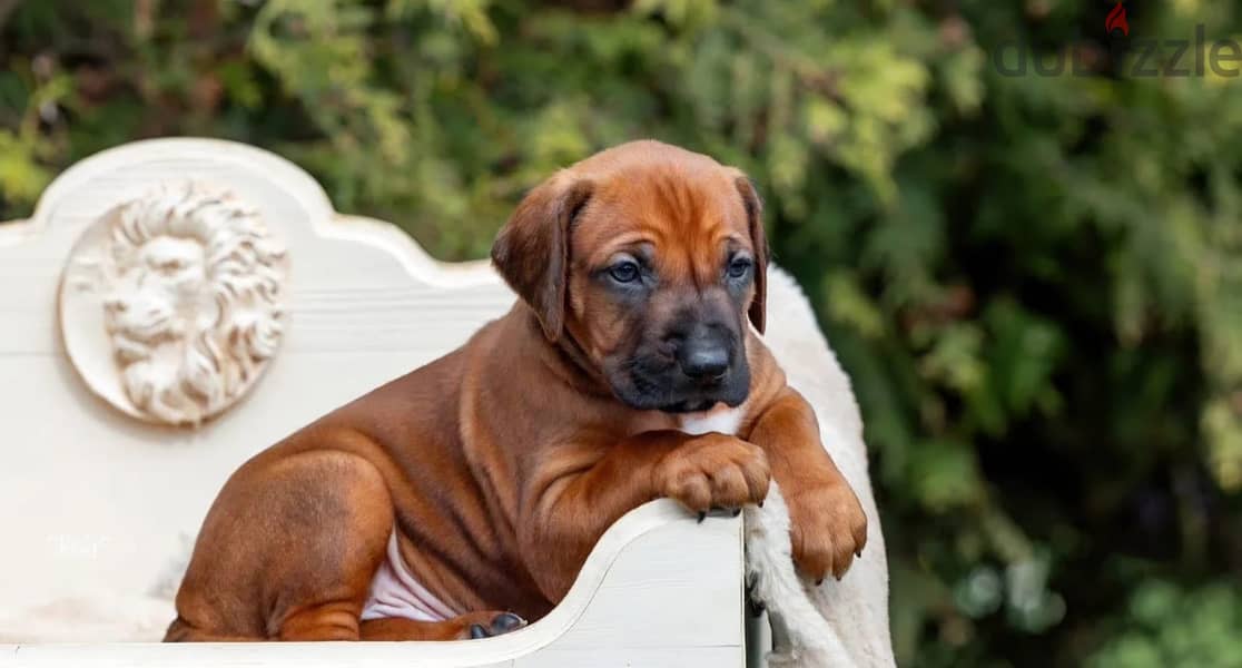 Rhodesian Ridgeback puppy boy 3