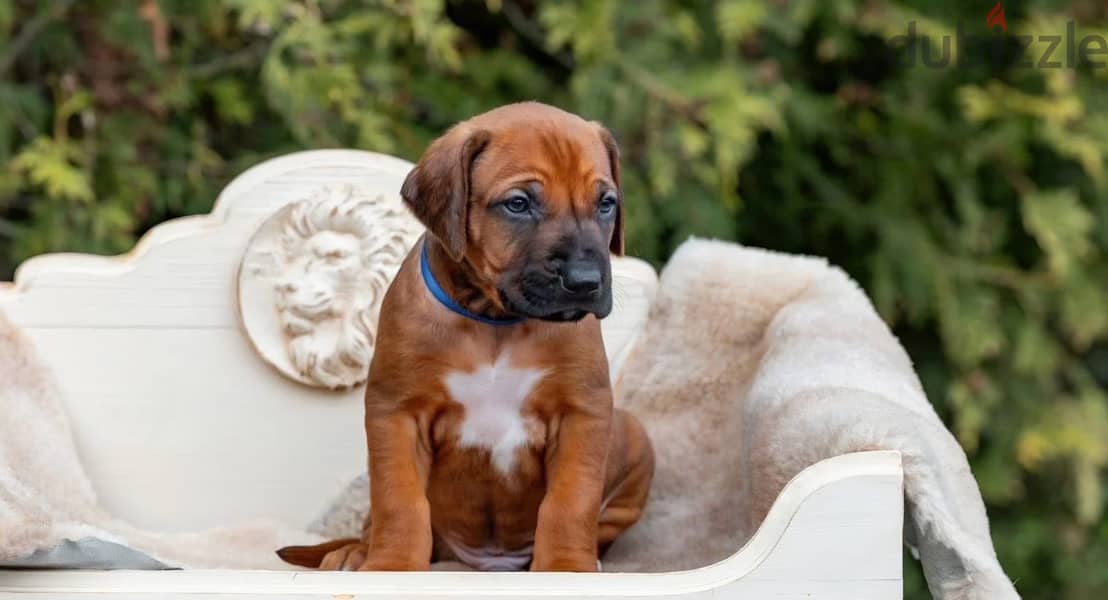 Rhodesian Ridgeback puppy boy 4