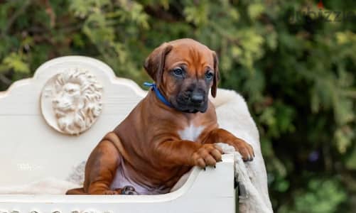 Rhodesian Ridgeback puppy boy