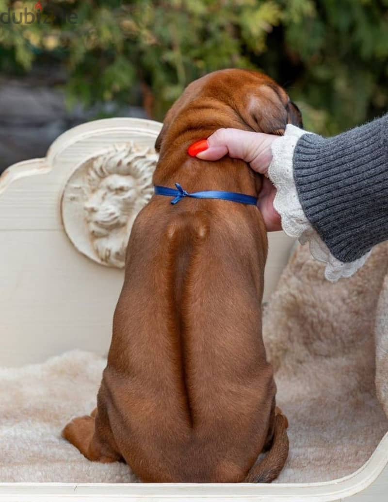 Rhodesian Ridgeback puppy boy 5