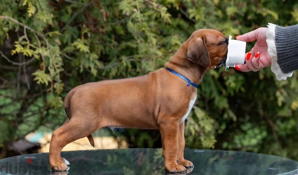 Rhodesian Ridgeback puppy boy 6