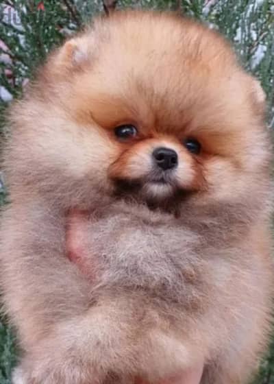 Pomeranian puppy boy from Russia