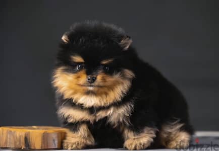 Pomeranian puppy boy from Russia