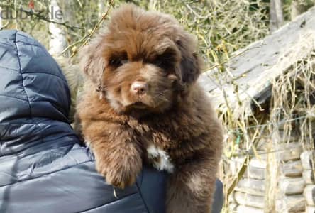 Newfoundland puppy boy