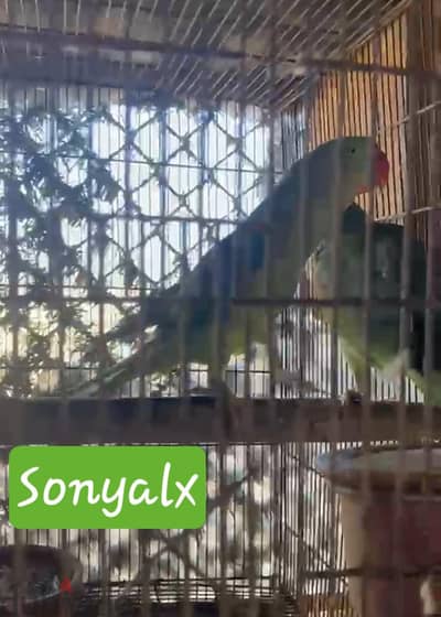 دره اميركي تفريخ مصرى