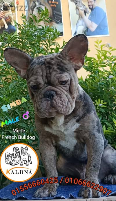 french bulldog male and female دكر وانثي فرنش بولدوج