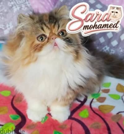 قطه بيرشن كاليكو زرار توب مواصفات شو كوالتي