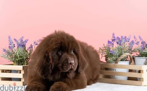 Newfoundland puppy female from Russia