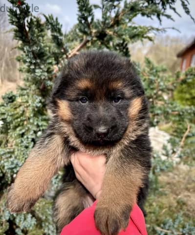 German shepherd puppy boy from Russia