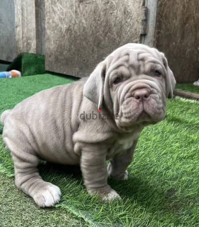 Neapolitan mastiff puppy boy from Russia