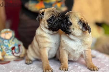 Pug puppies females from Russia