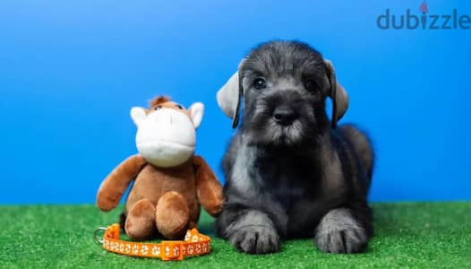 Miniature schnauzer puppy female from Russia