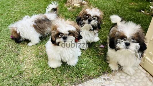 Shih tzu puppies looking for their new home