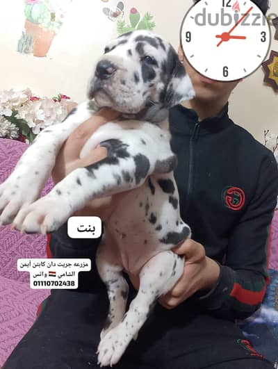 جريت دان Great Dan