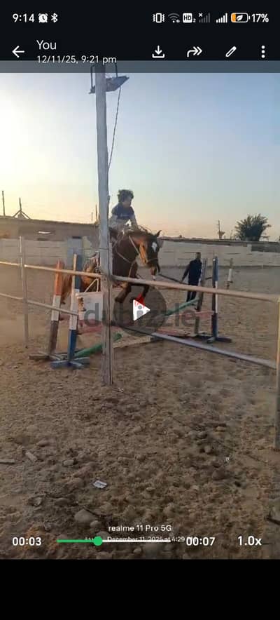 فرسه ممتازه فى ركوب وهاديه جدا و متعلمه قفز وسهله القياده