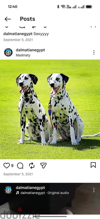 Dalmatian dogs for adoption Only. big houses in cairo only.