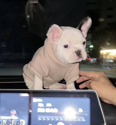 Boy French bulldog mini 85 days