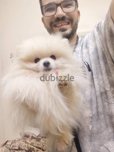 للزواج pomeranian بومرنيان بومرينيان - Pomeranian