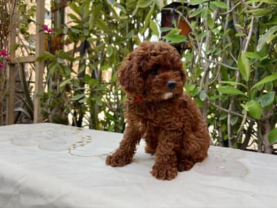 Female toy poodle 55 days vaccinated