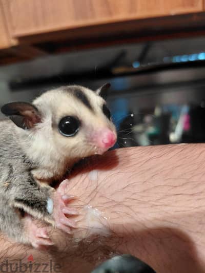 sugar glider شوجر جلايدر