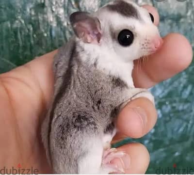 sugar glider شوجر جلايدر