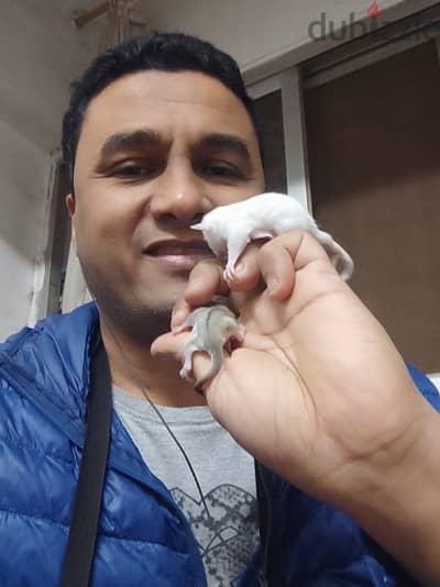 sugar glider شوجر جلايدر