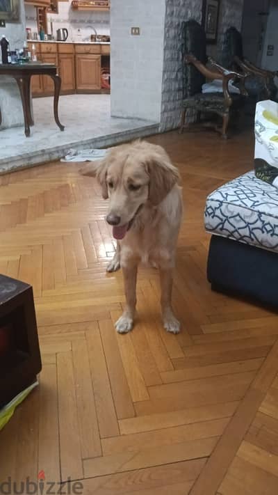 GOLDEN RETRIEVER