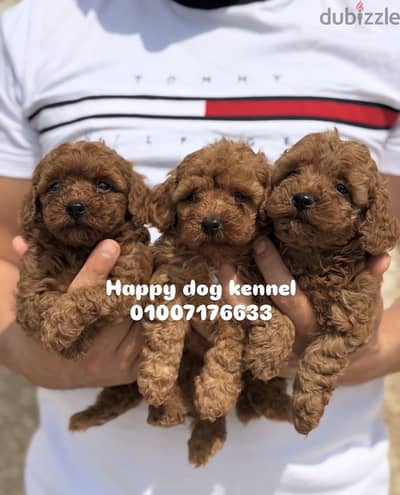 Top quality toy poodle puppies