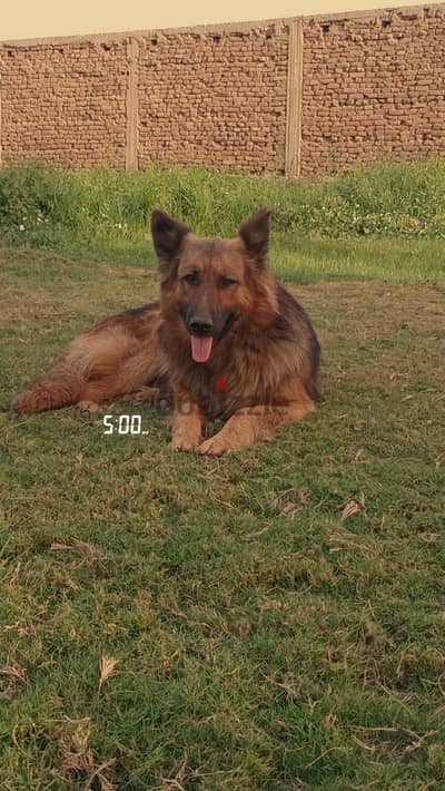 Male German Shepherd
