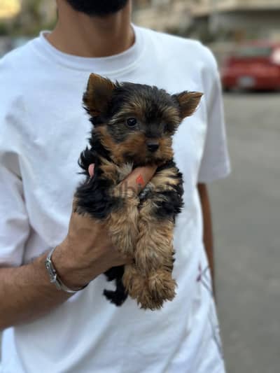 Yorkshire terrier yorkie يوركشاير يورك شاير
