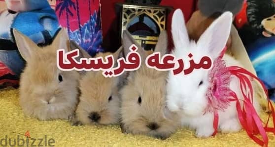 ارانب زينه في حلوان كلمني واتس