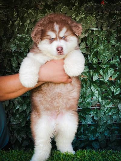 اجمل جراوى هاسكى والسكا جاهزه تروح بيتها الجديد  alaskan husky