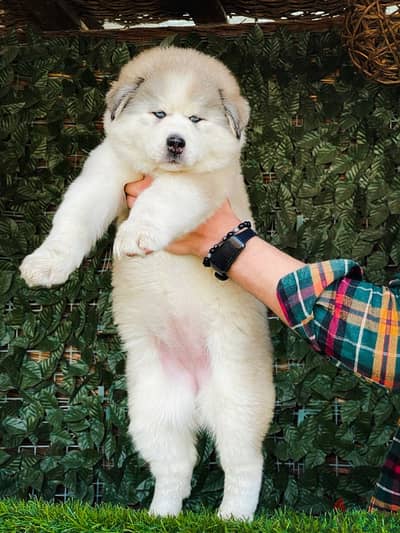 اجمل جراوى هاسكى والسكا جاهزه تروح بيتها الجديد  alaskan husky