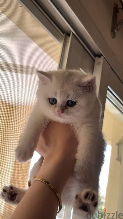 Scottish fold and Scottish straight Ny1233 سكوتش فولد وسكوتش ستريت