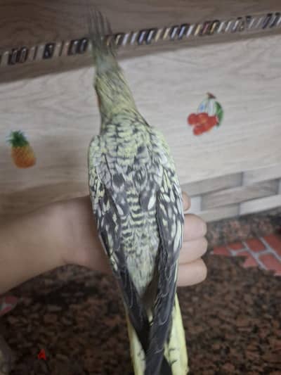 كوكتيل شباب