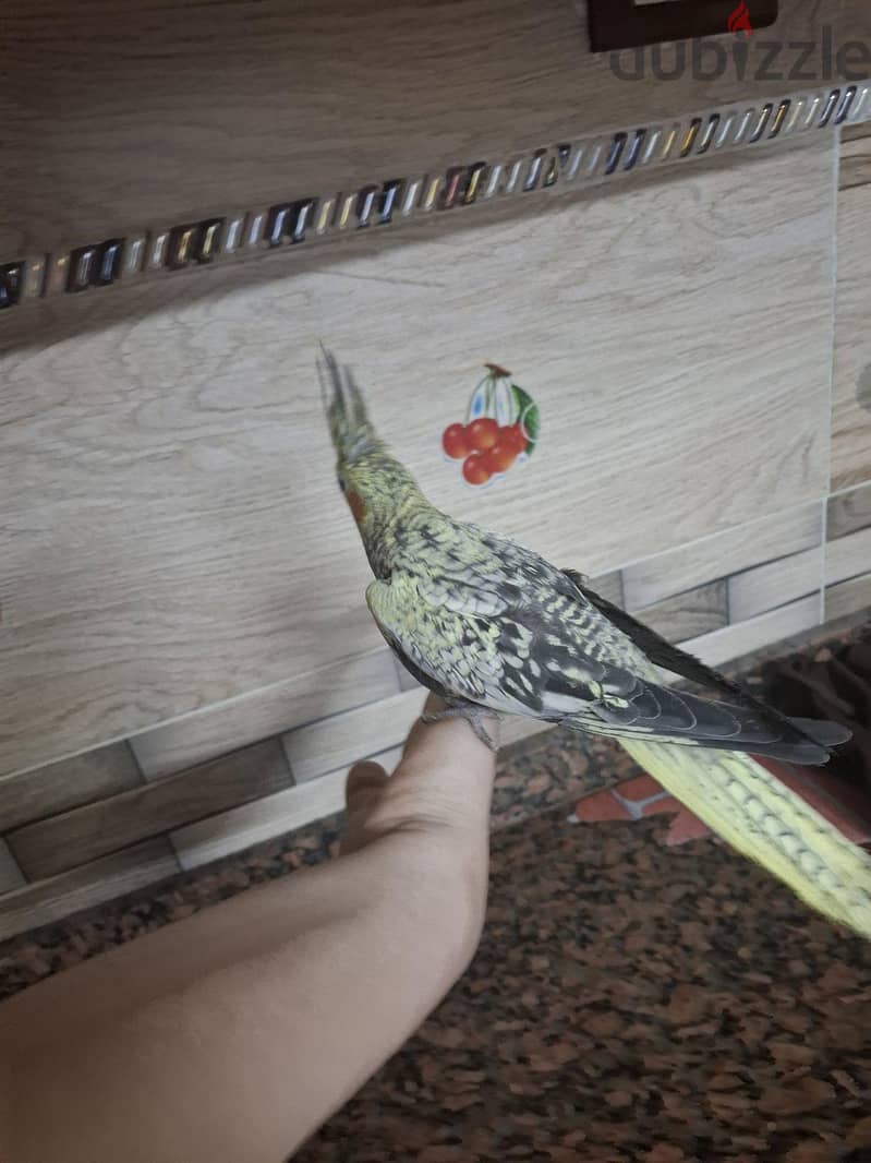 كوكتيل شباب 2
