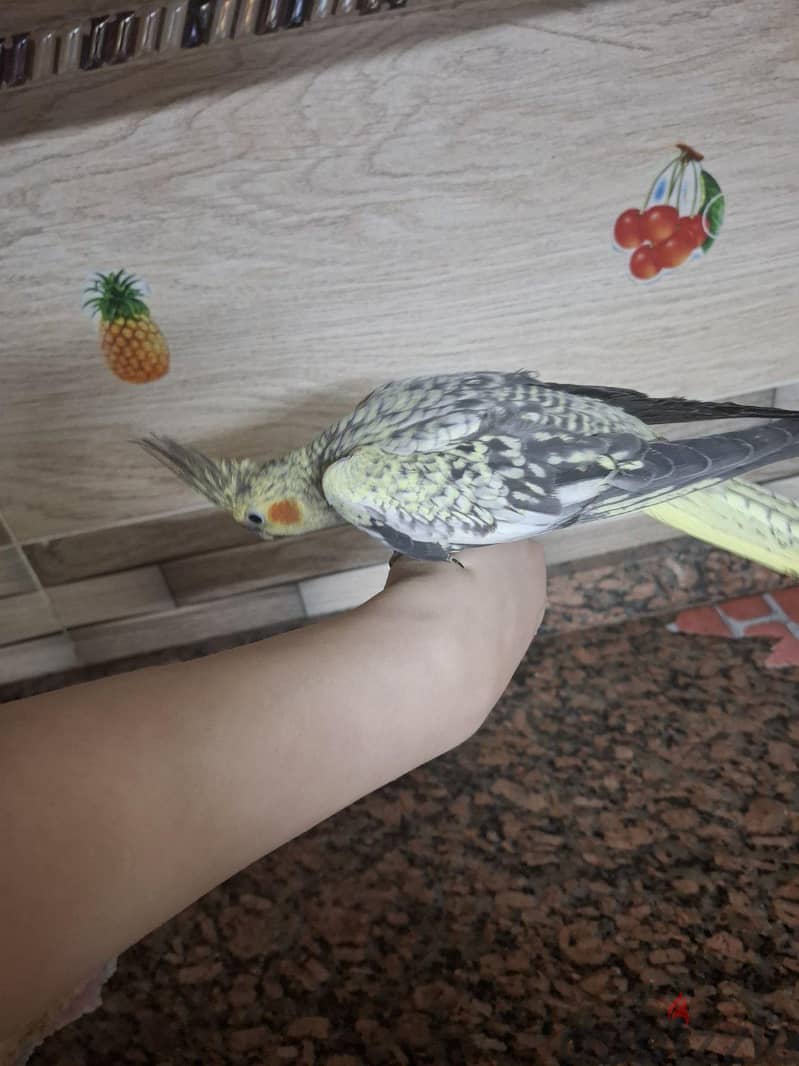 كوكتيل شباب 6